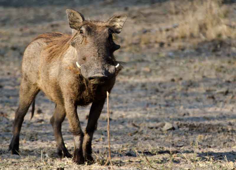 Jabalí - reserva de animales Mahango - Namibia 2.jpg